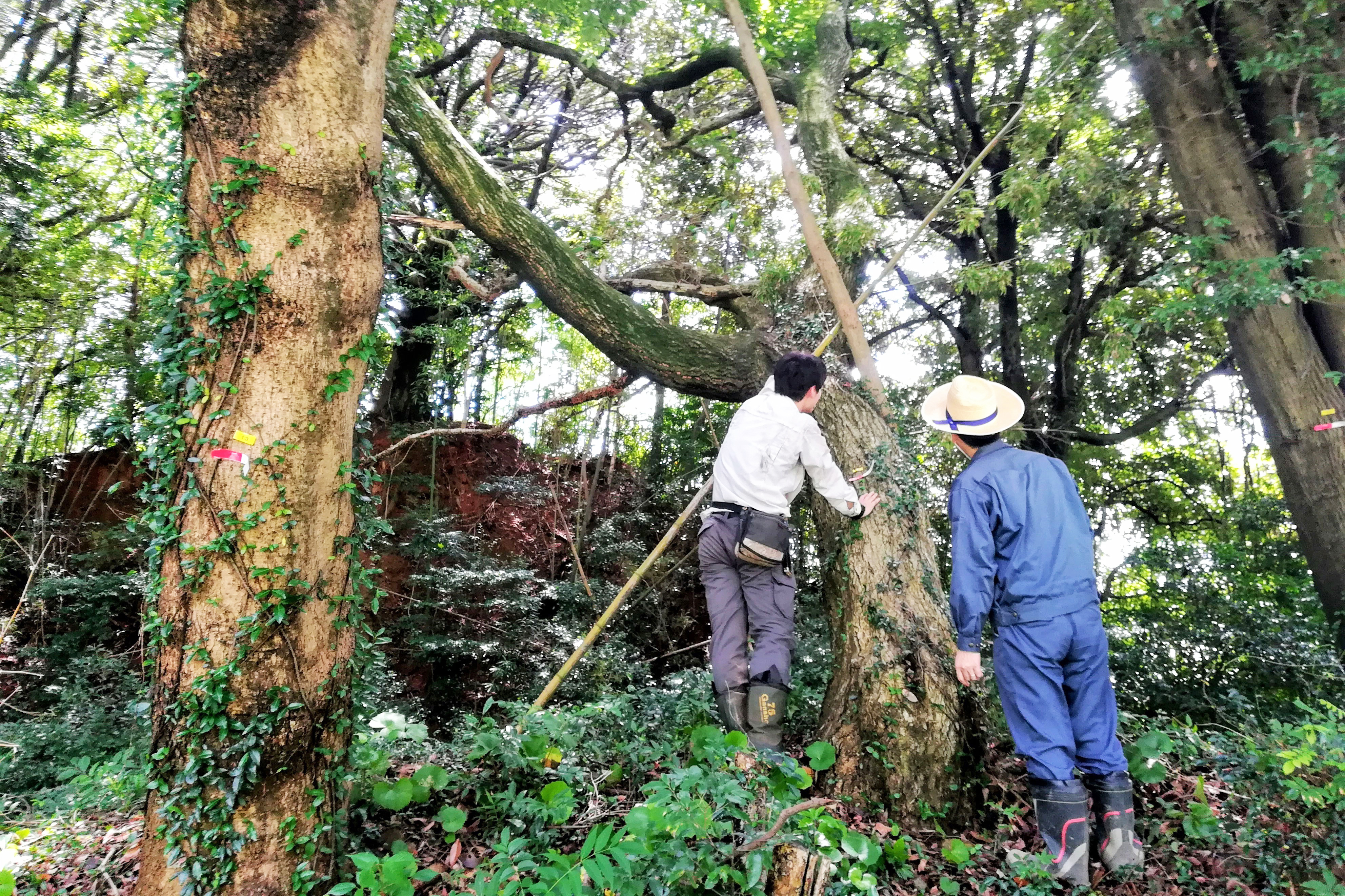 シンラテックの森林部
